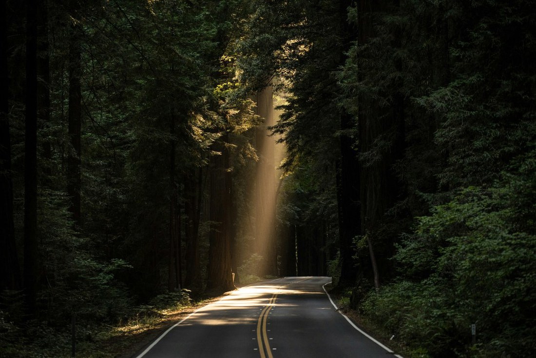 Sunbeam on Forest Road