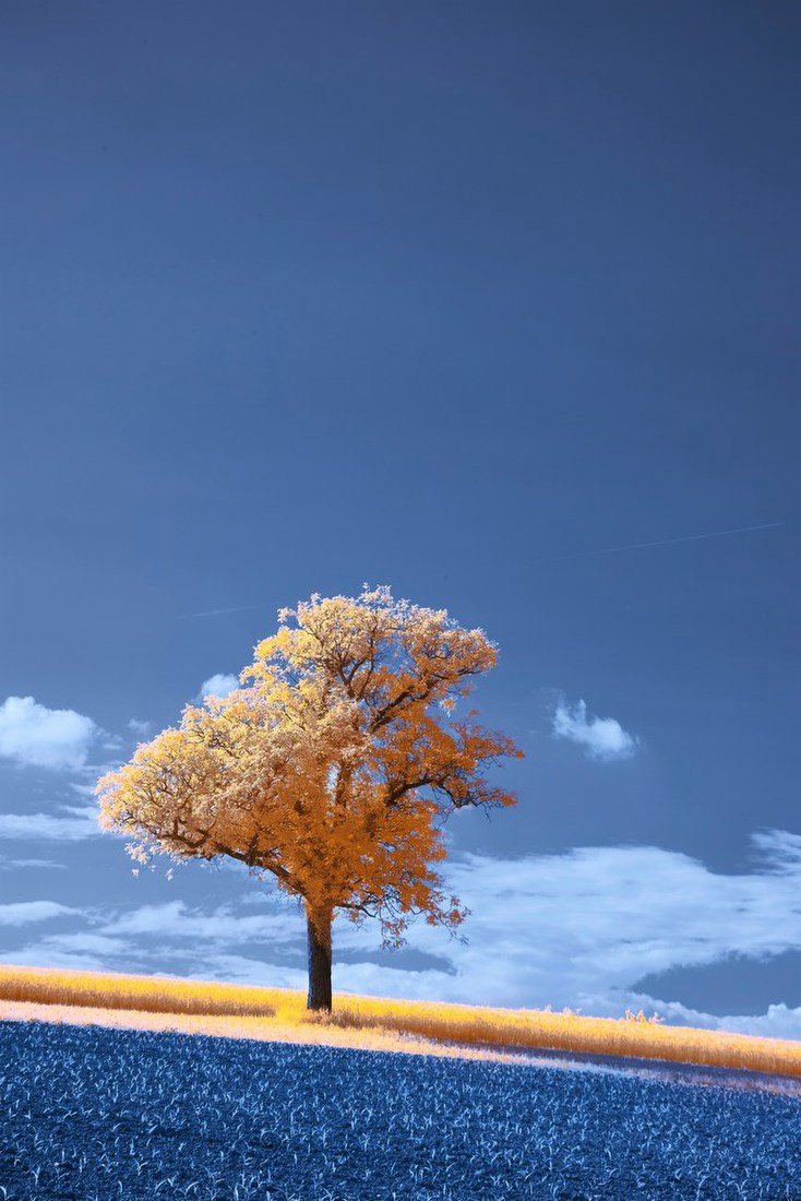 Lone Tree in Infrared Landscape