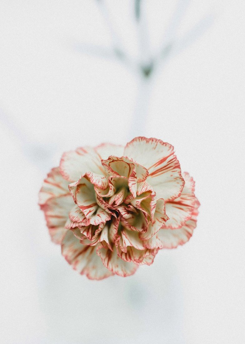 Carnation Close-up
