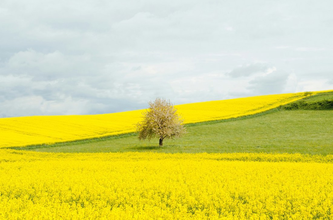 Tree in Yellow Fields