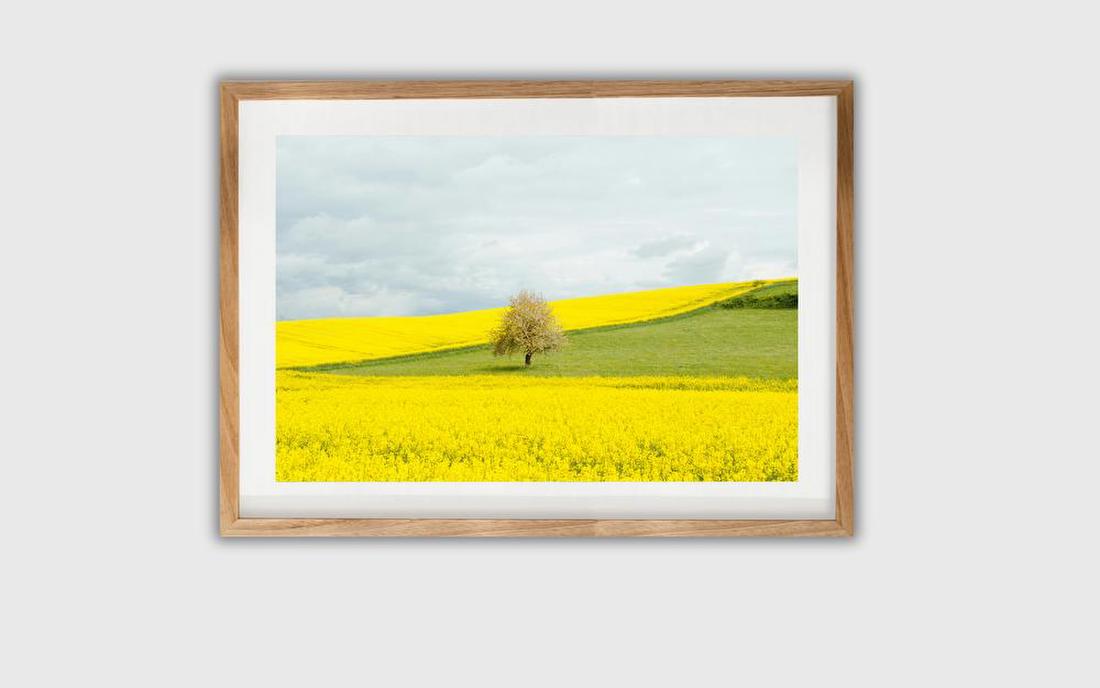 Tree in Yellow Fields