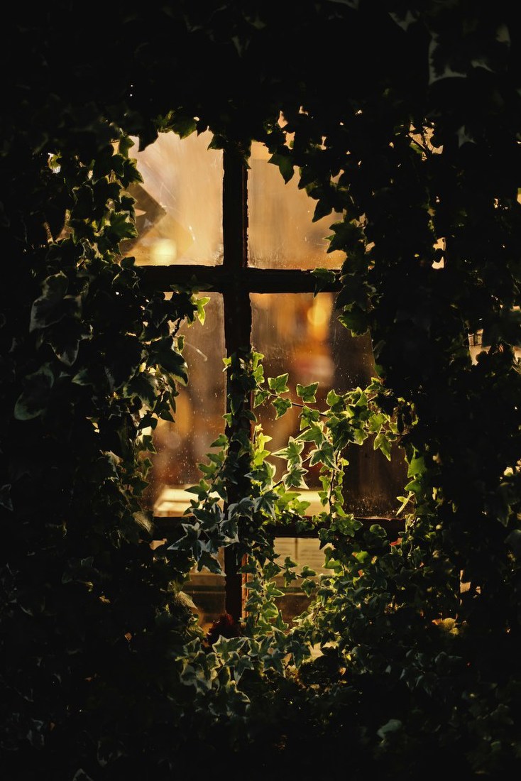 Ivy-Framed Window Glow