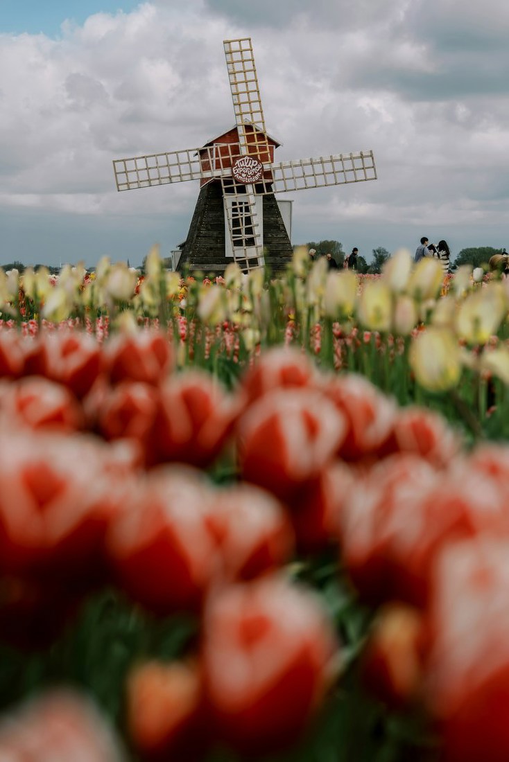 Windmill Among Tulips