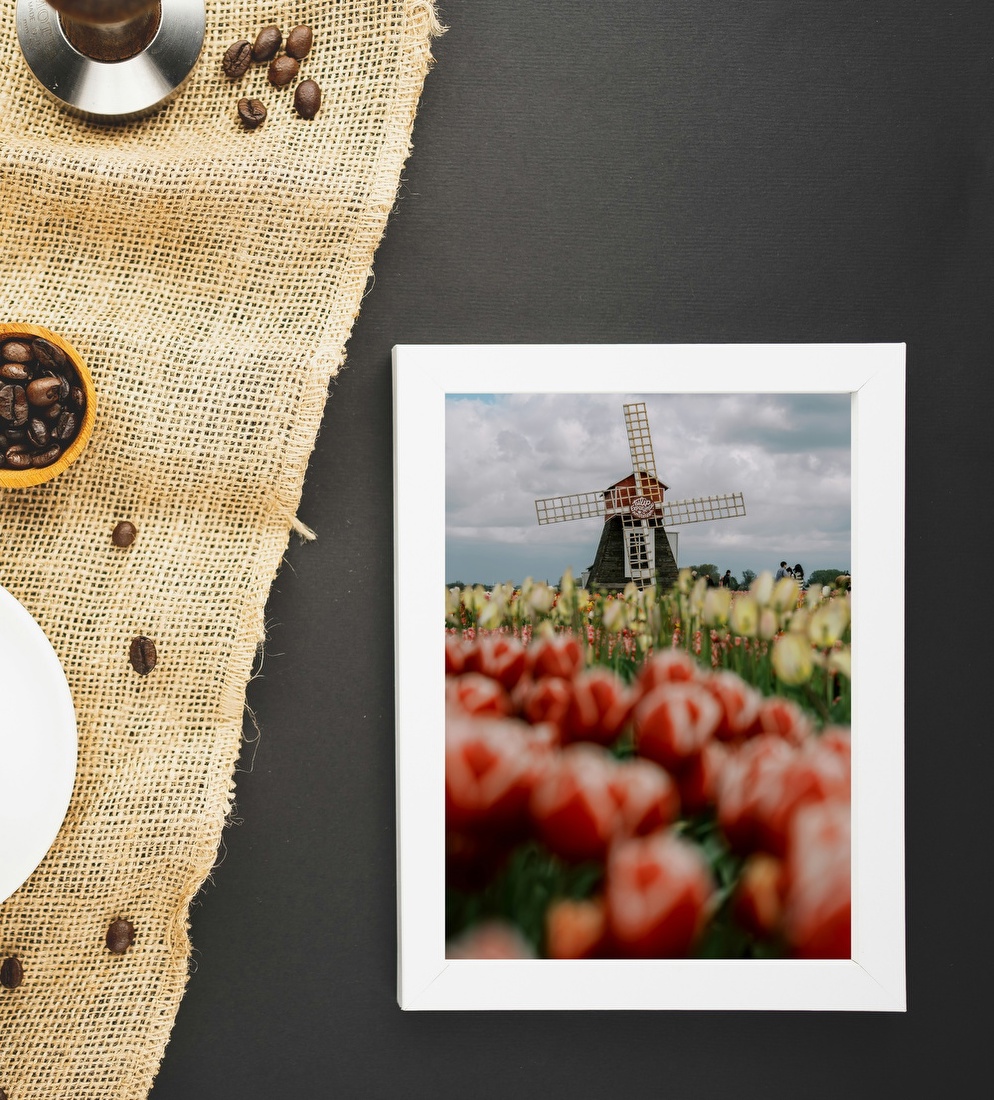 Windmill Among Tulips