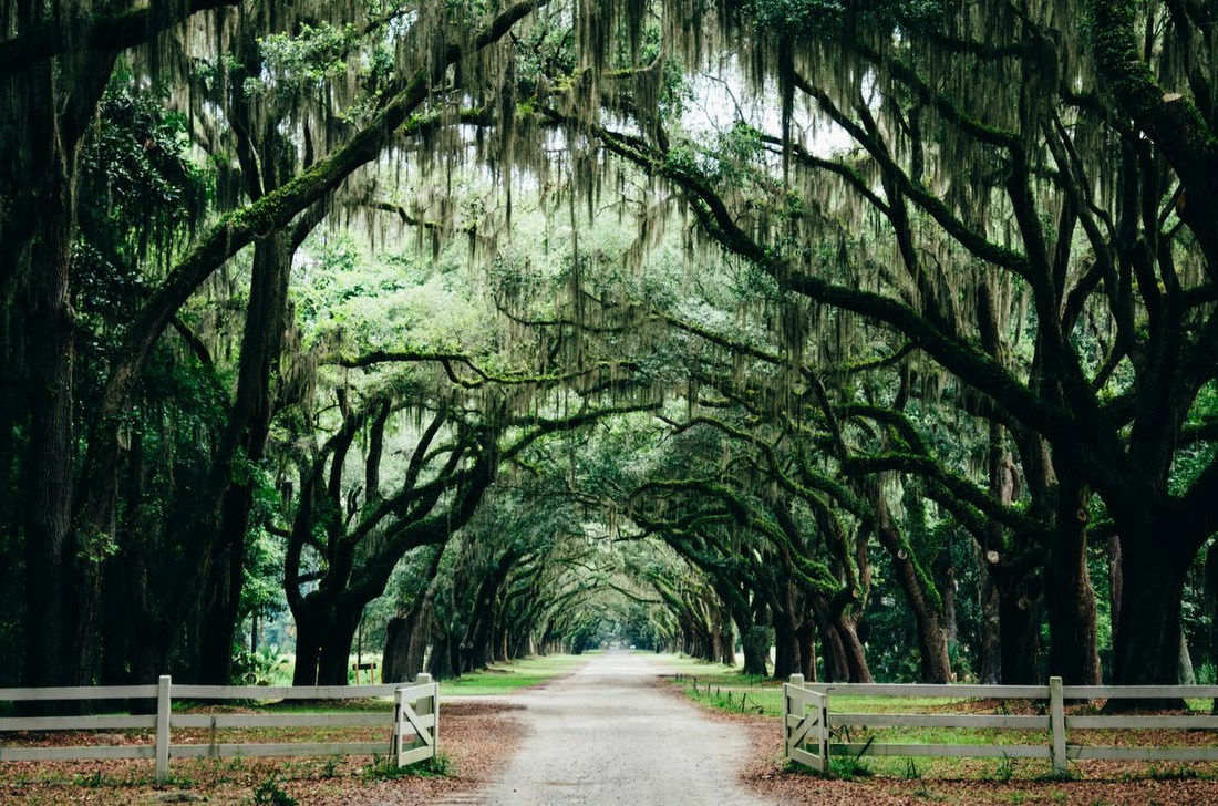 Tree-Lined Avenue