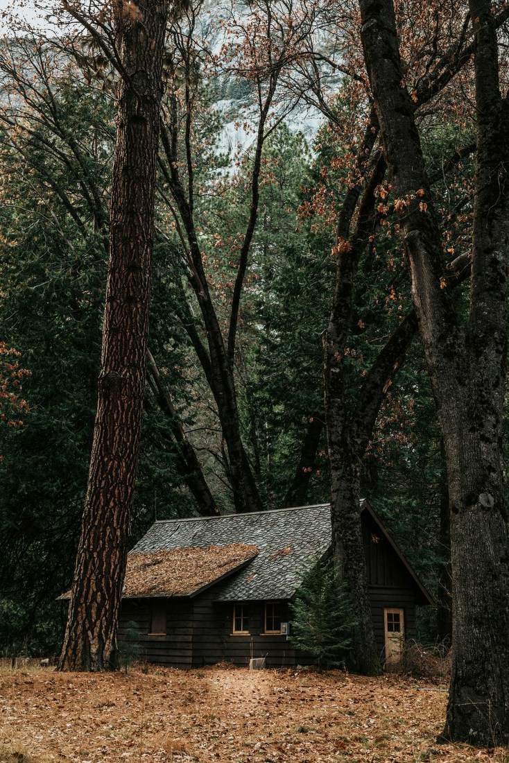 Cabin in the Forest