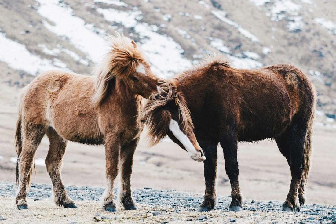 Wild Horses in Winter Mountains