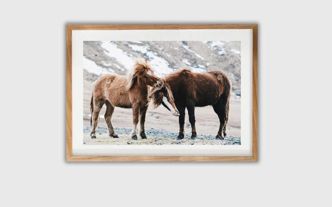 Wild Horses in Winter Mountains