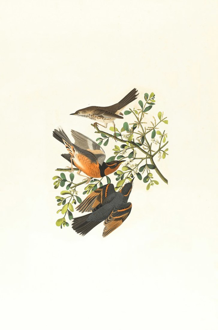 Birds on a Branch – John James Audubon