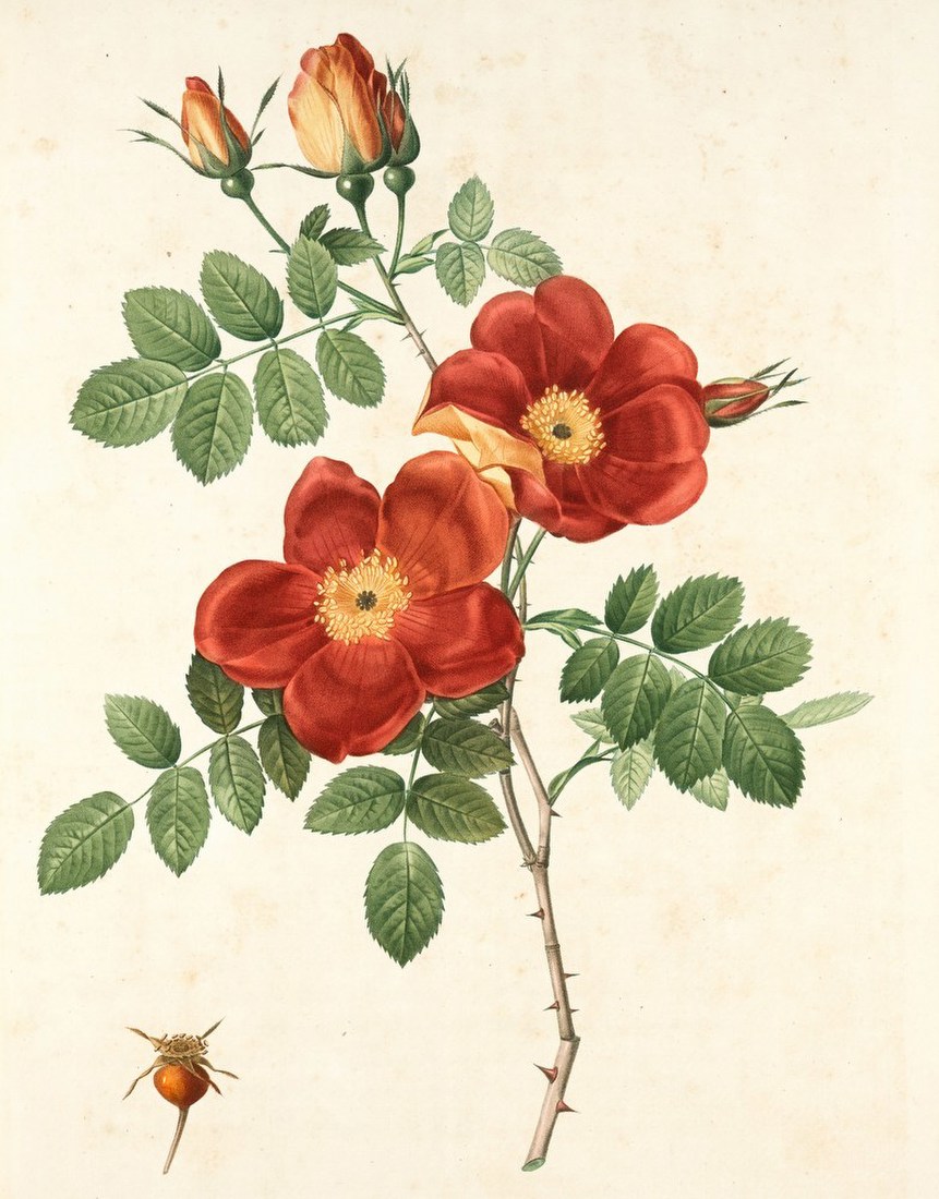 Red Wild Rose Botanical Study