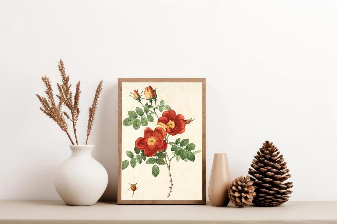 Red Wild Rose Botanical Study
