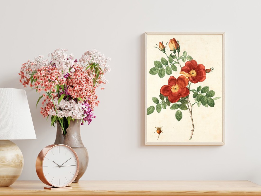 Red Wild Rose Botanical Study