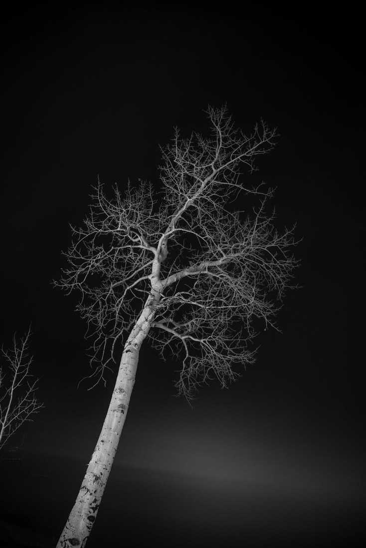 Lone Tree at Night