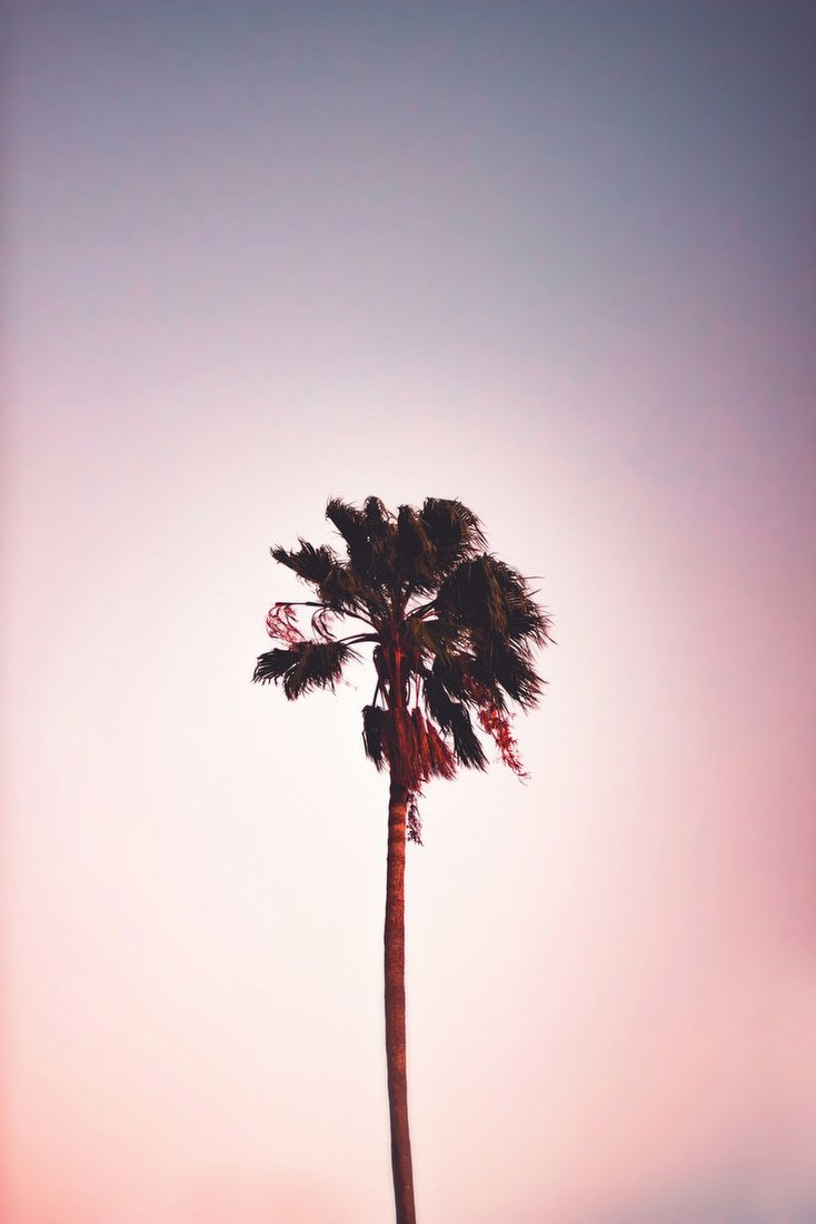 Lone Palm at Sunset