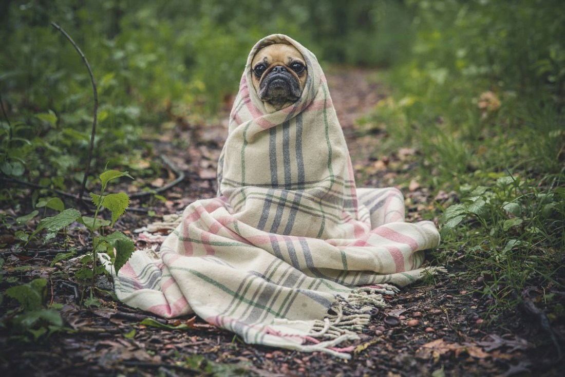 Cozy Dog in the Woods