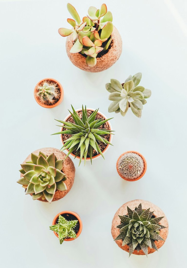 Succulent Collection Overhead