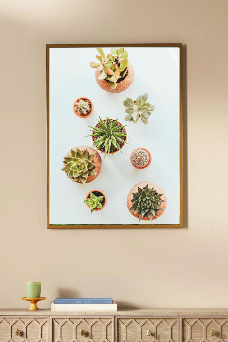 Succulent Collection Overhead