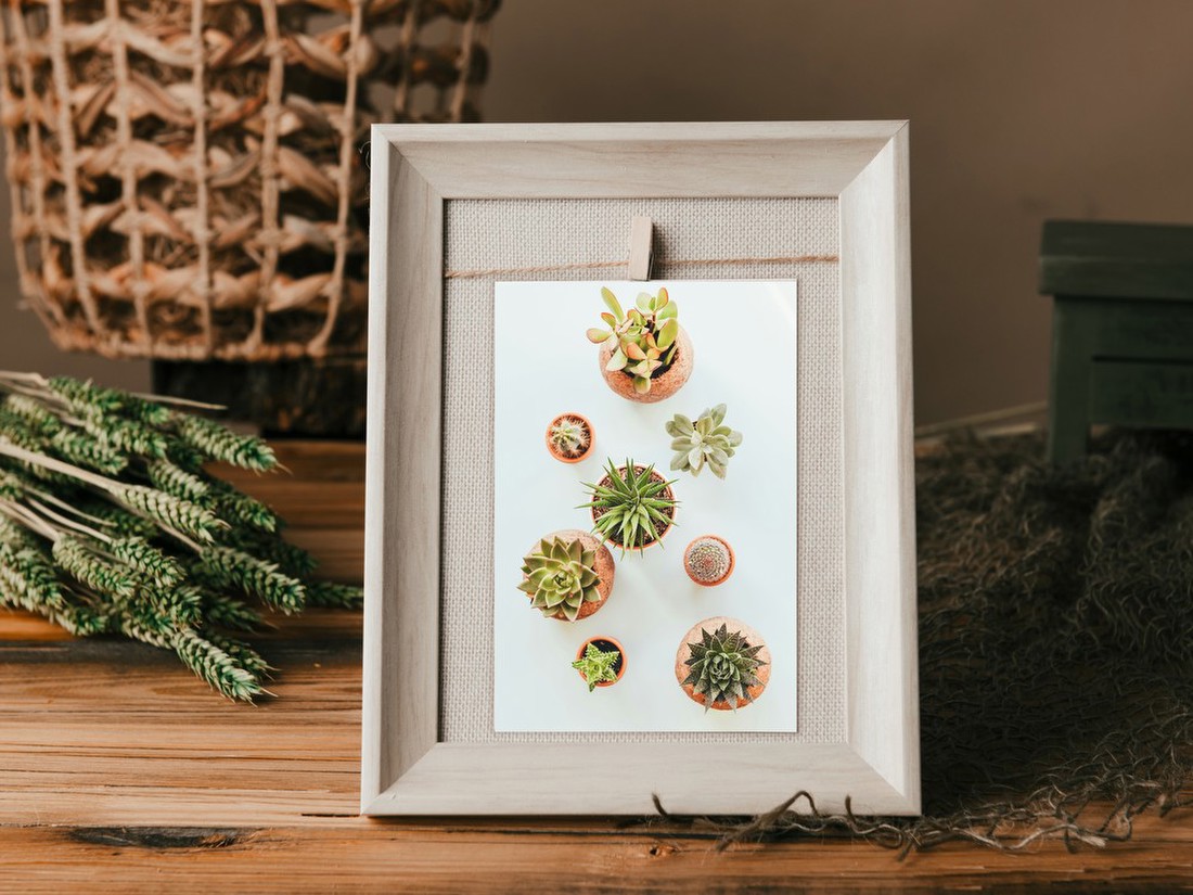 Succulent Collection Overhead