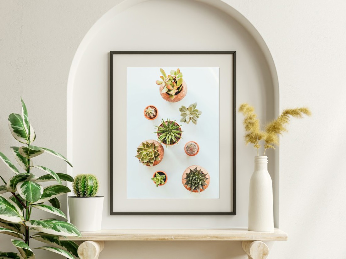 Succulent Collection Overhead