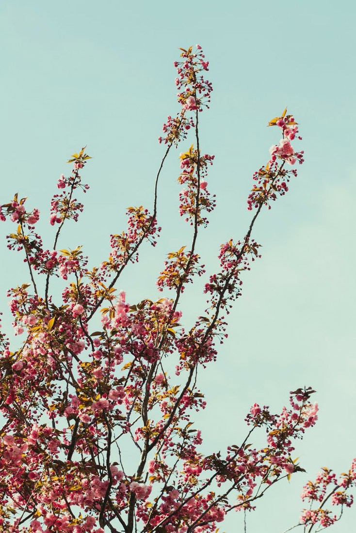 Cherry Blossoms in Spring Sky