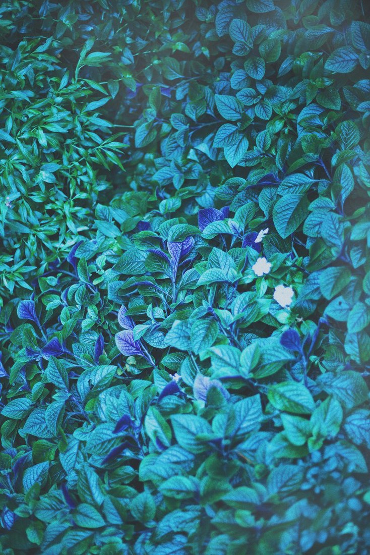 Blue-Toned Foliage