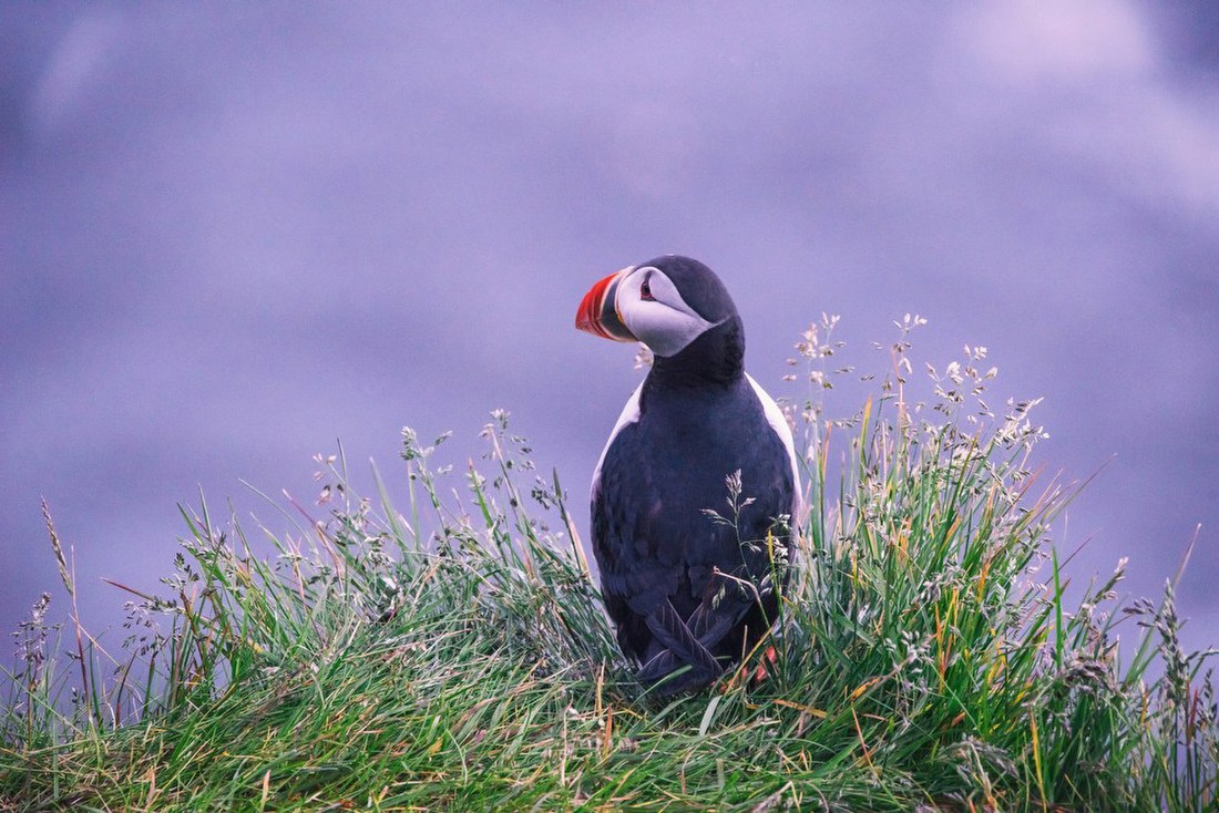 Puffin on Cliffside