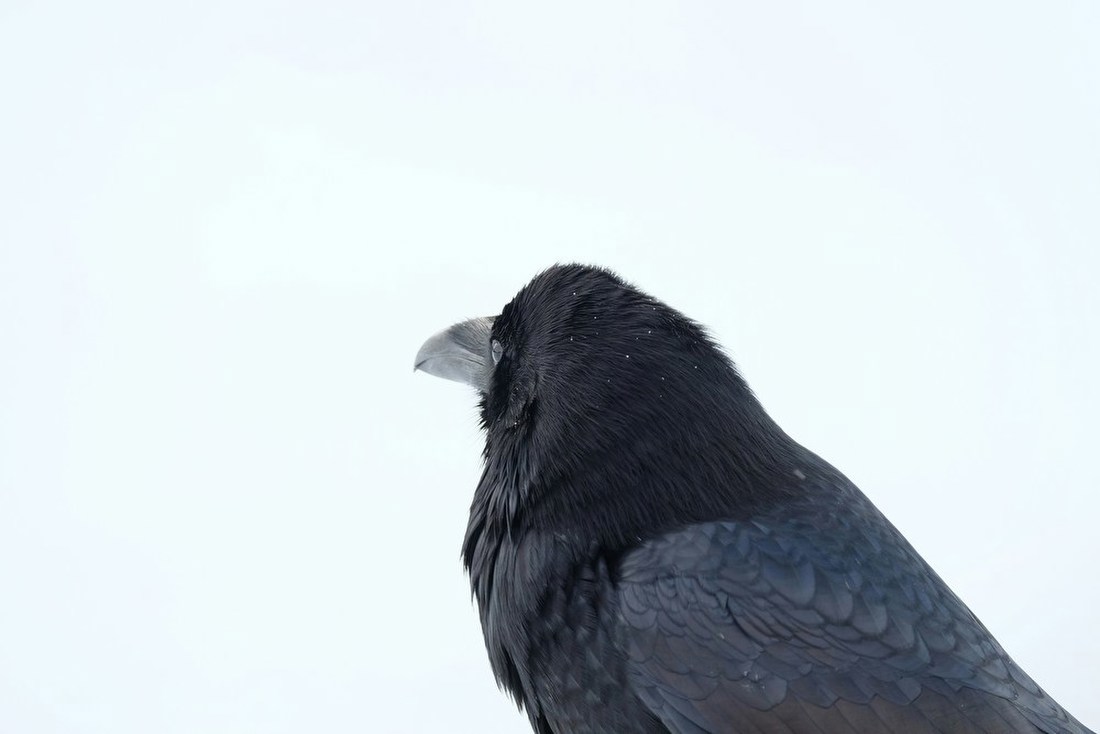 Raven in Snow