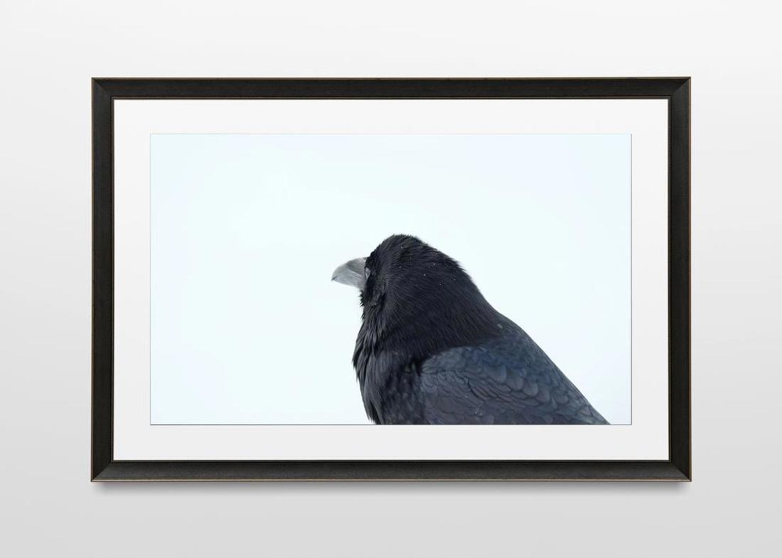 Raven in Snow