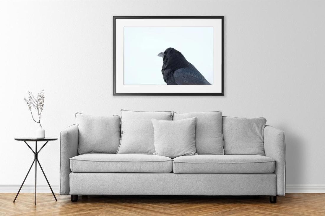 Raven in Snow