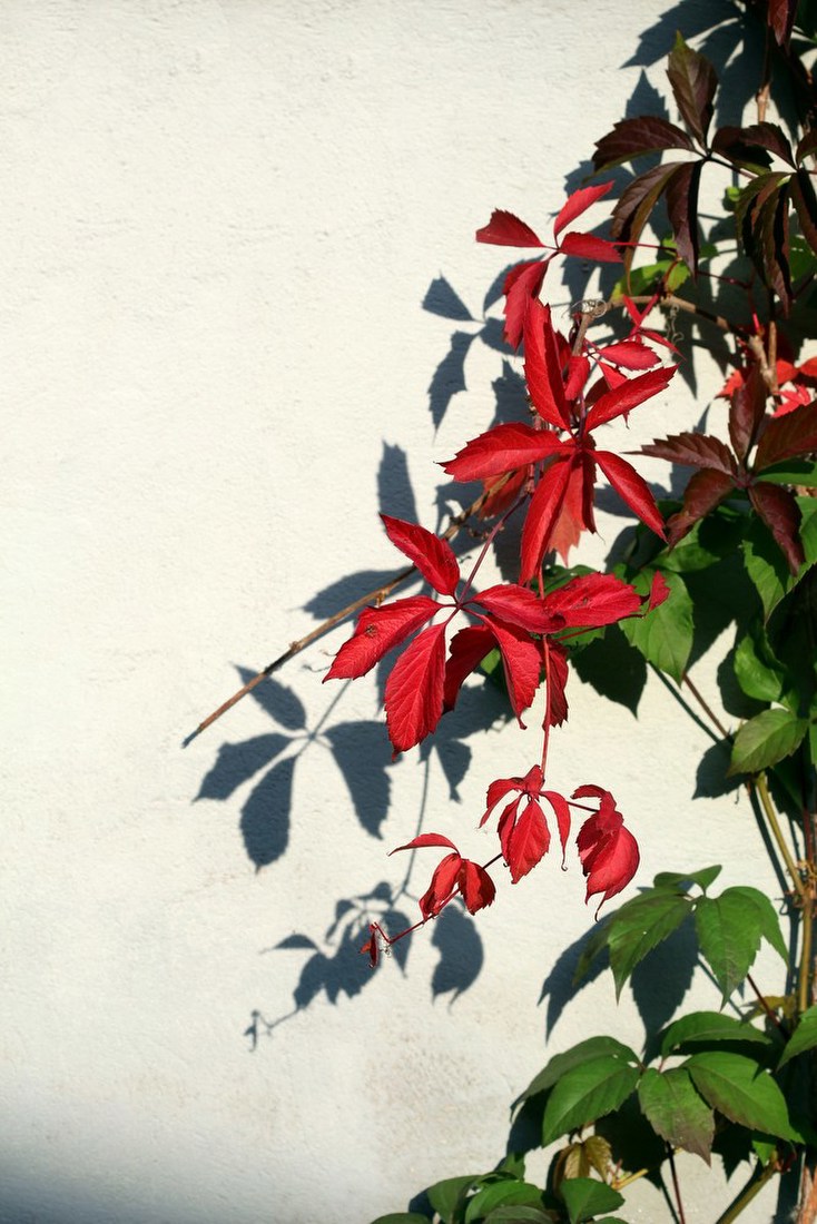 Red Vine Leaves on Wall