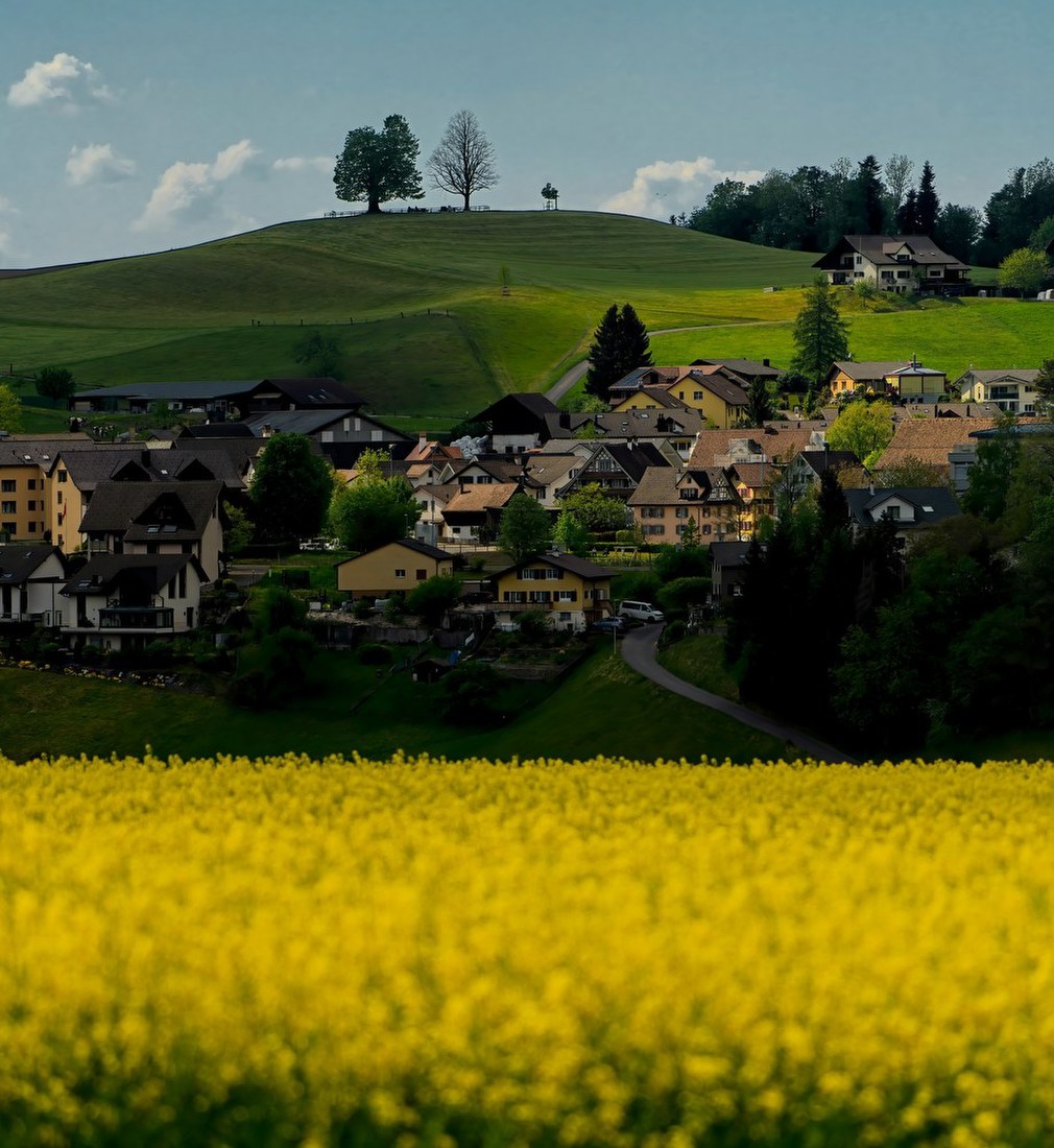 Hillside Village in Bloom