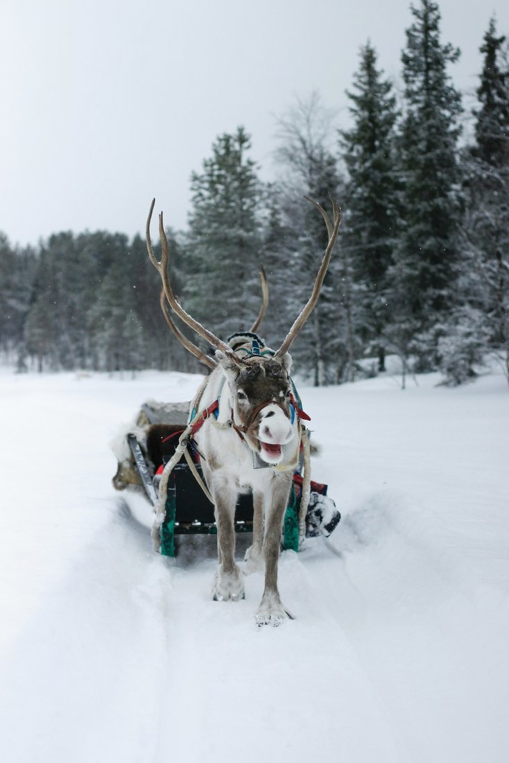 Reindeer in Snowy Forest