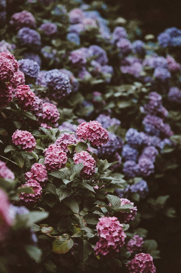 Hydrangea Garden