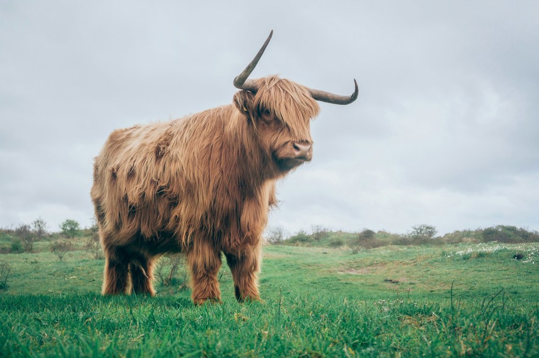 Highland Cow in Field