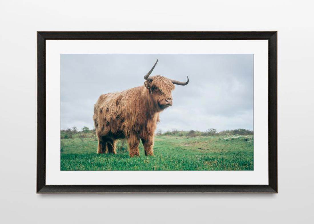 Highland Cow in Field