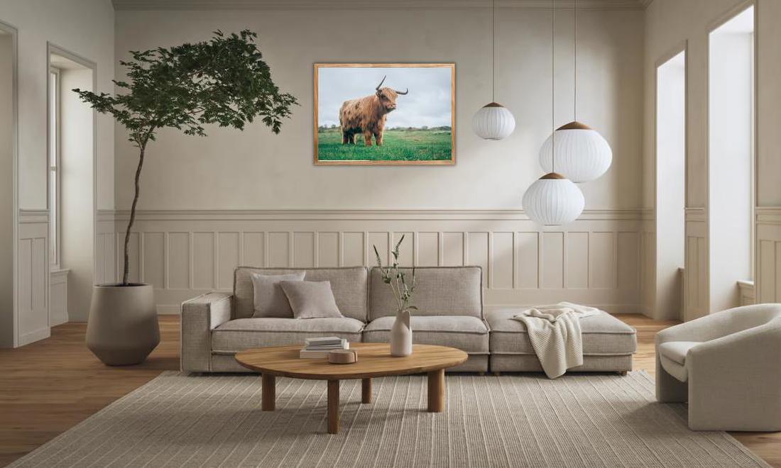 Highland Cow in Field