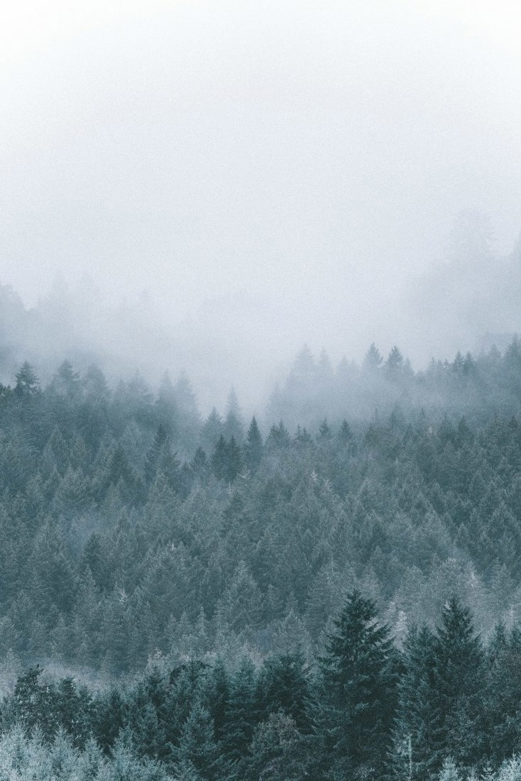 Misty Forest Vista