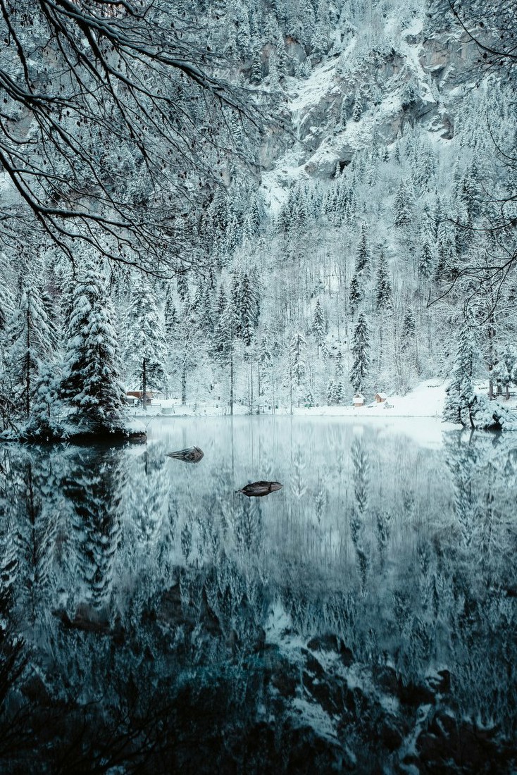 Winter Forest Reflection