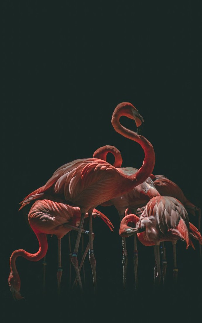 Flamingos in Low Light