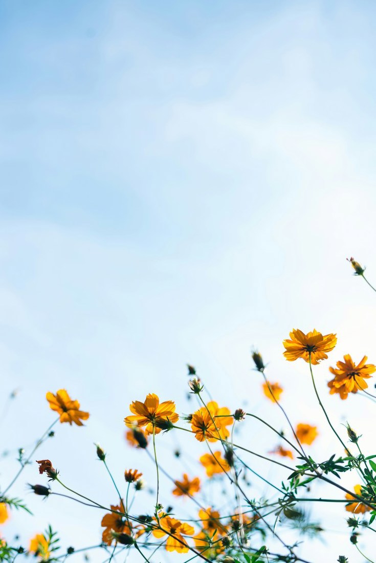 Yellow Flowers Against Sky