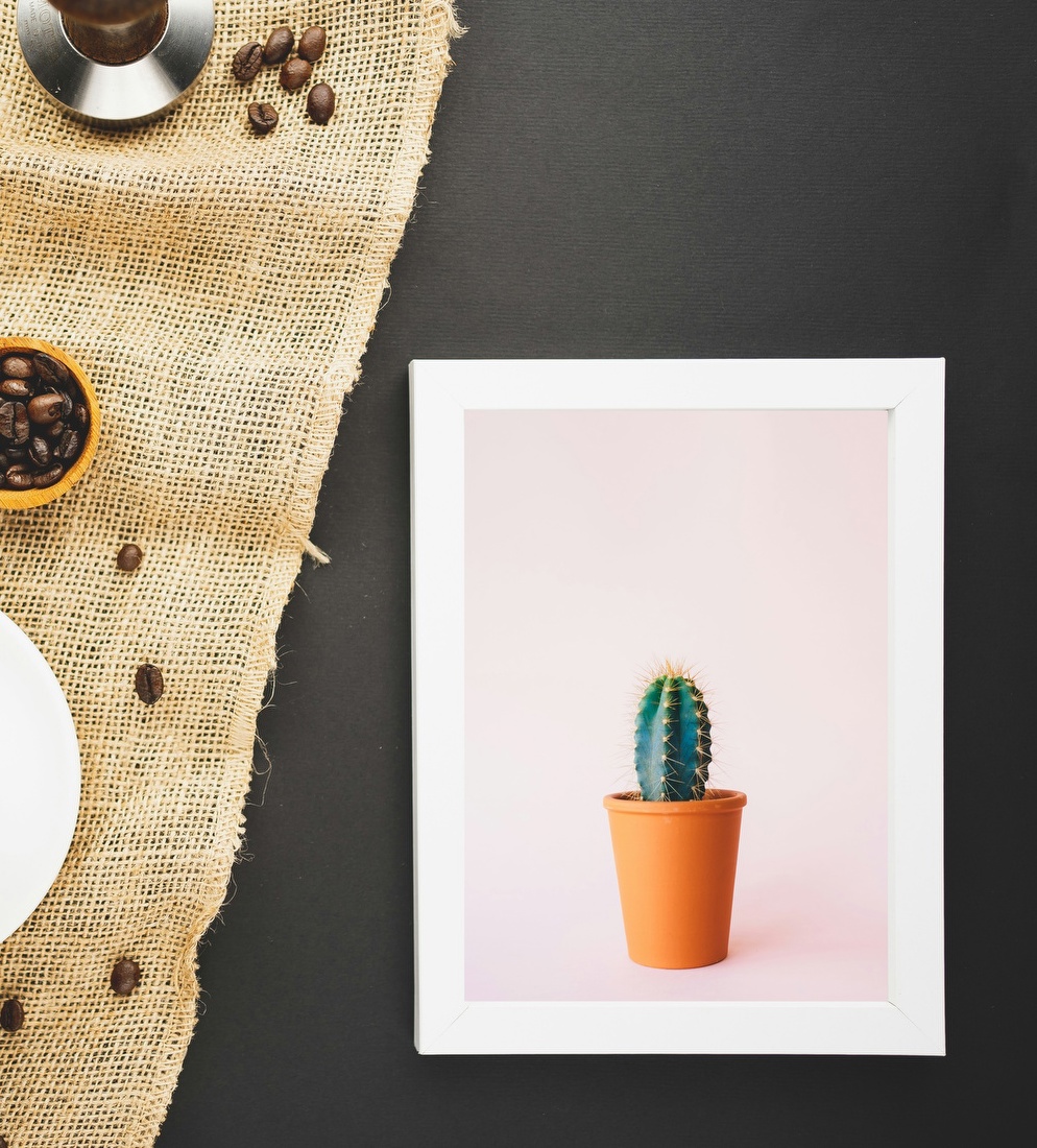 Cactus in Terracotta Pot