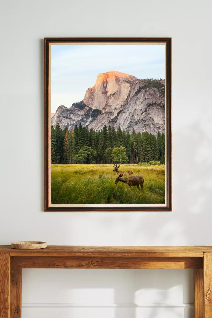 Deer in Mountain Meadow
