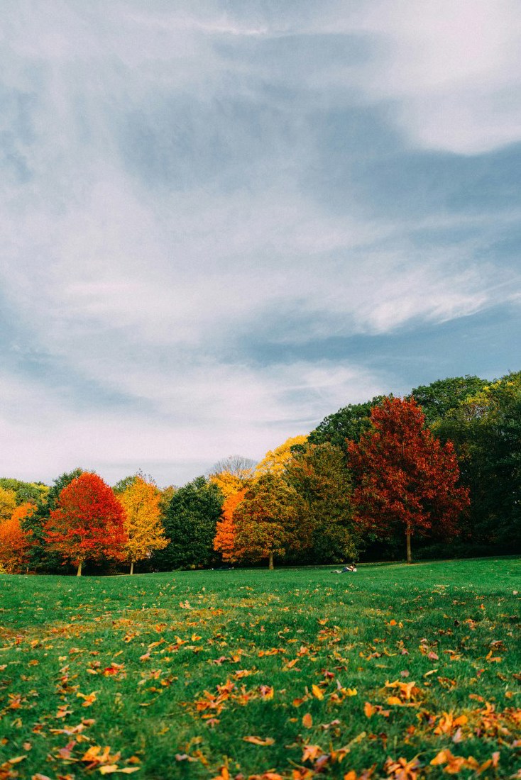 Autumn Park Vista