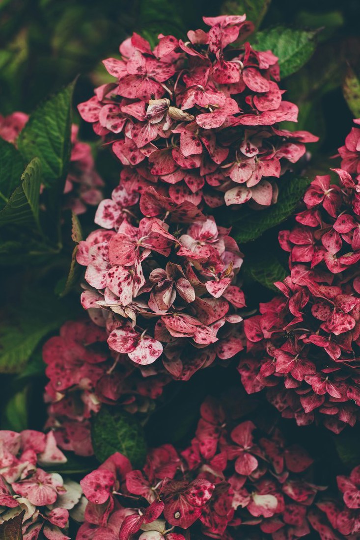 Spotted Pink Hydrangeas