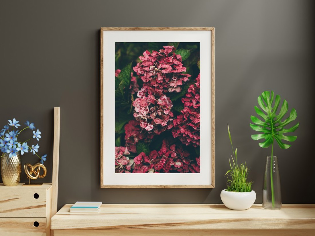 Spotted Pink Hydrangeas
