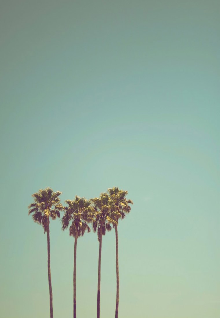Four Palm Trees