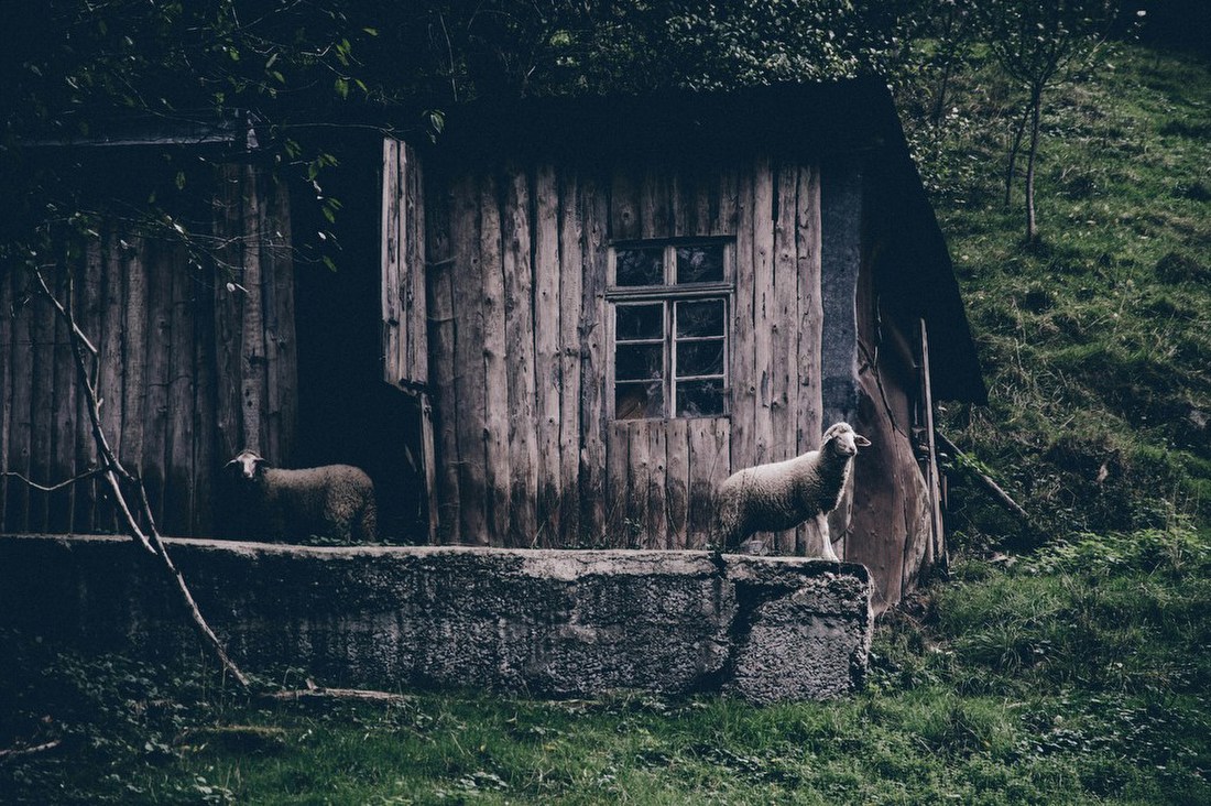 Sheep by the Old Shed