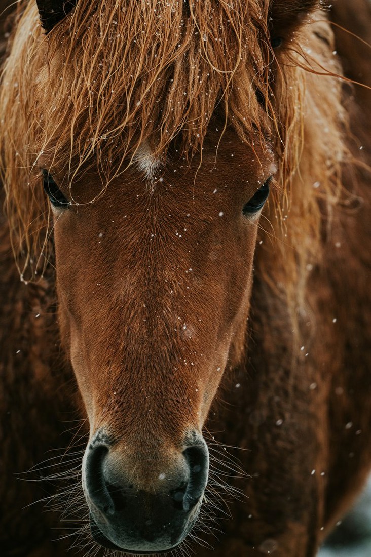 Horse in Snow