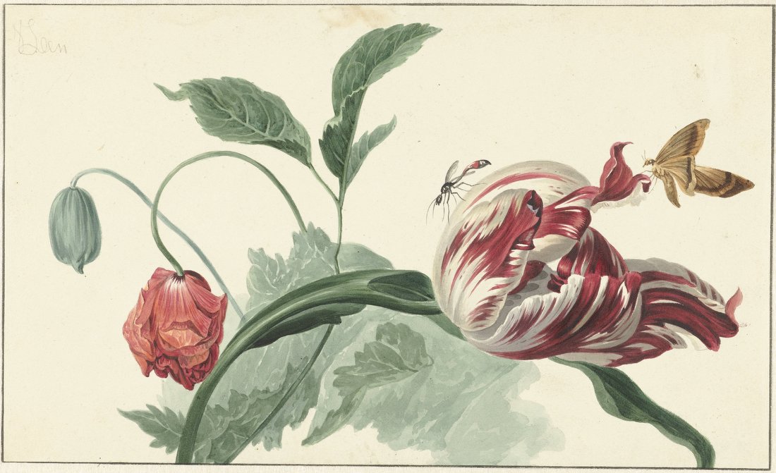 Tulip and a Poppy – Willem van Leen