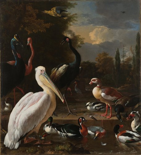A Pelican and Other Birds Near a Pool